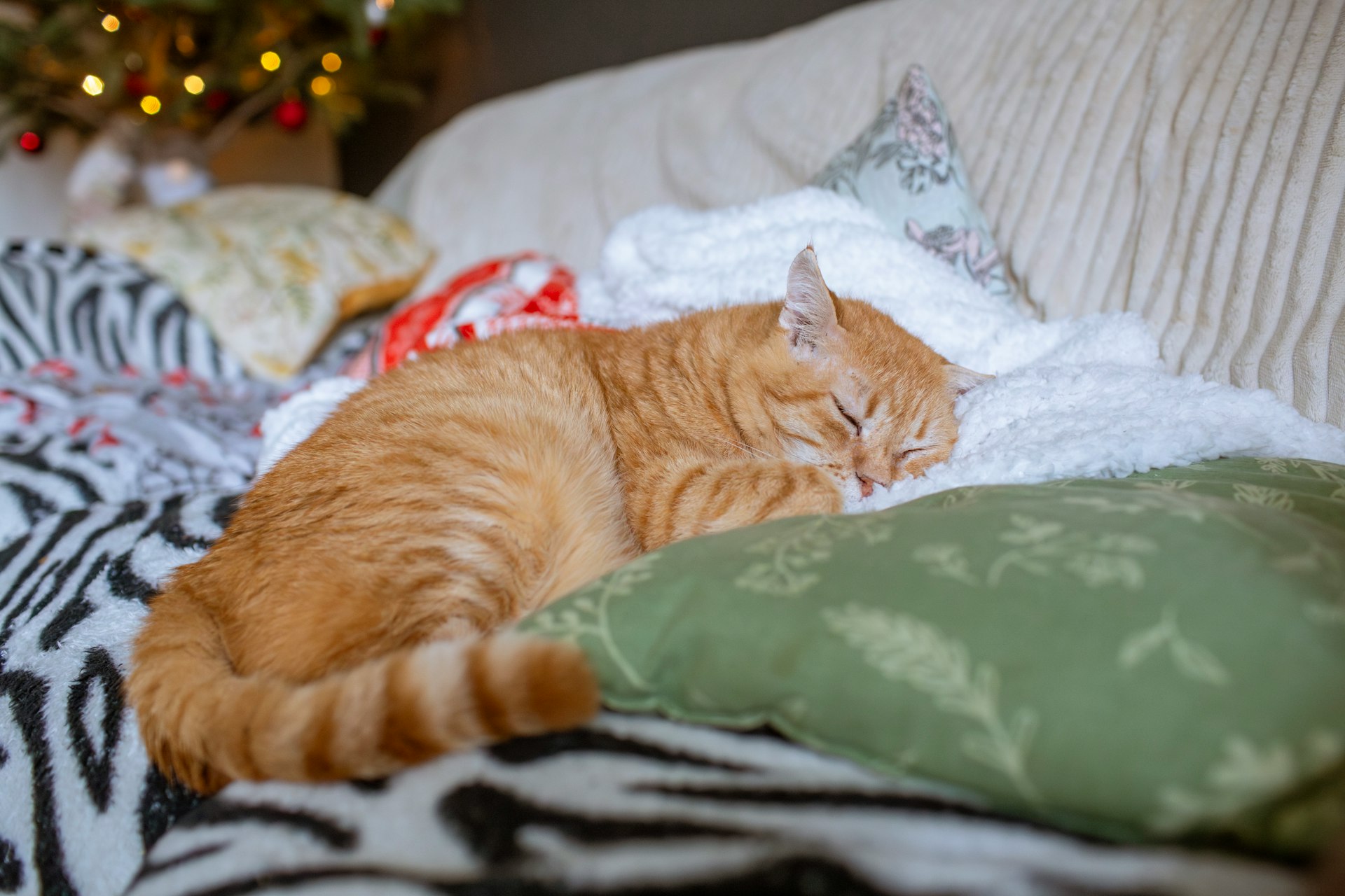 An orange cat sleeping on a bed next to a christmas tree